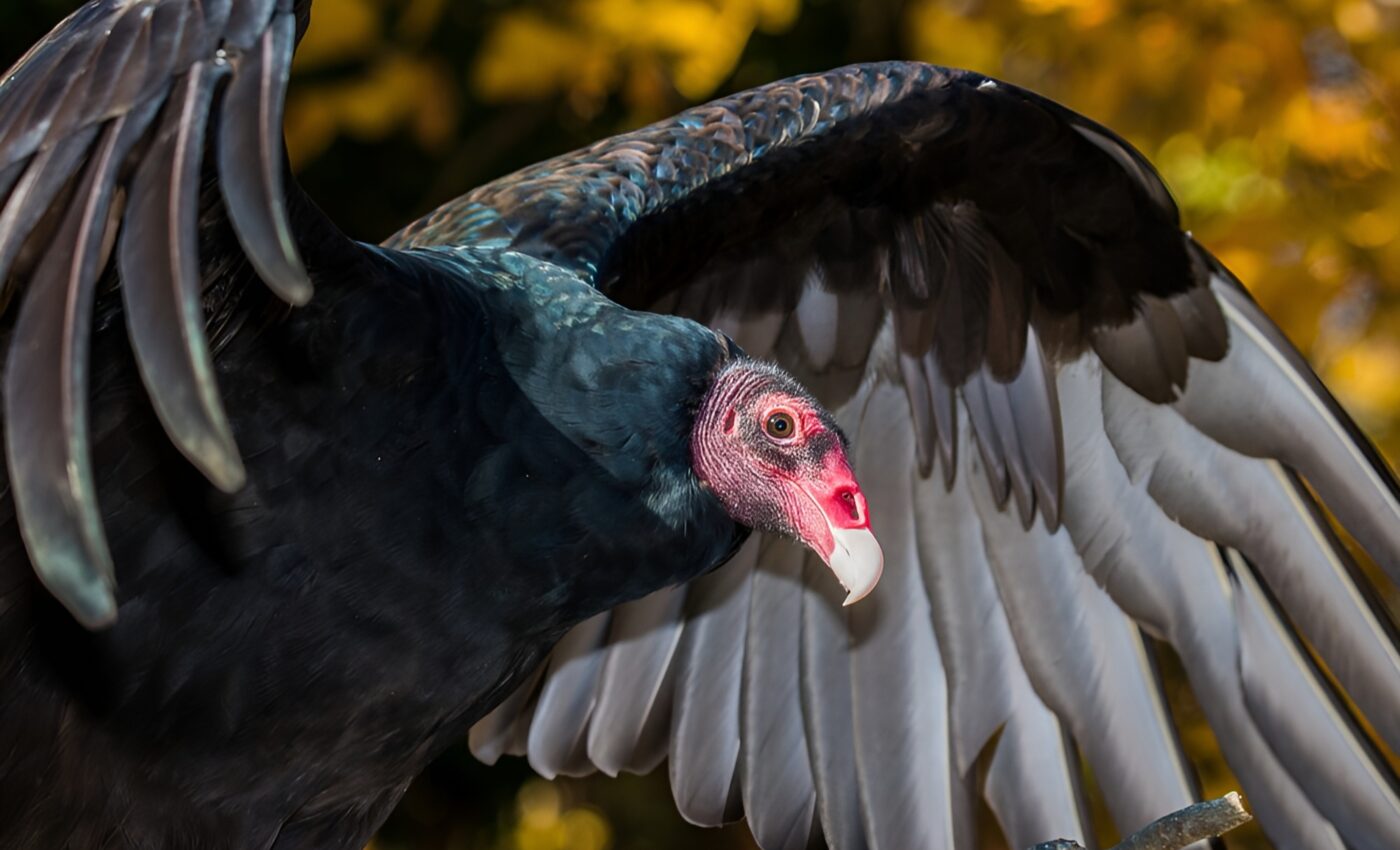 Buzzards Day: Celebrating the return of these important birds from their winter migration