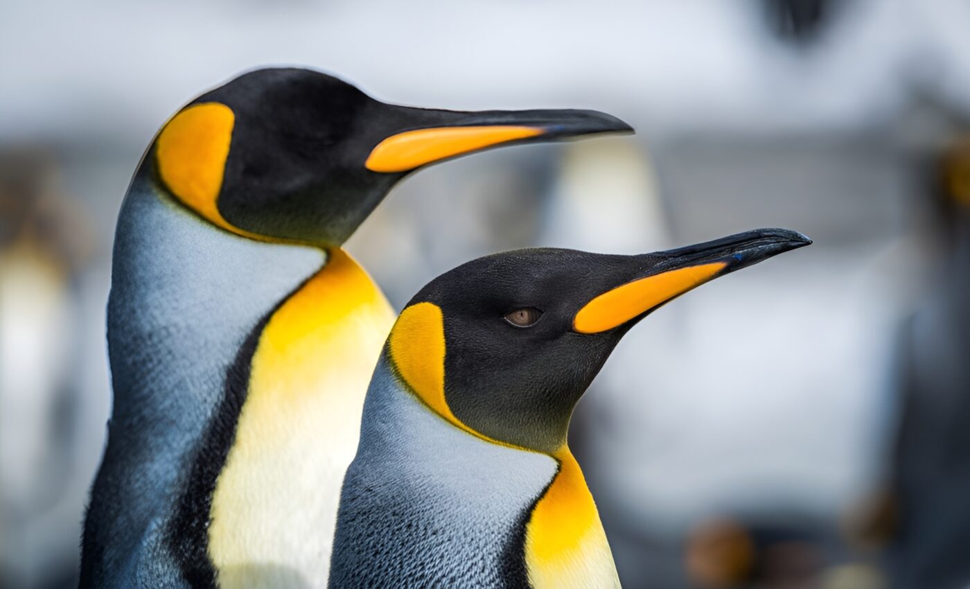 Nearly all seabirds have ingested microplastics