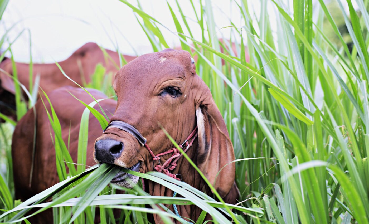 Grazing animals have an unexpected role in climate change