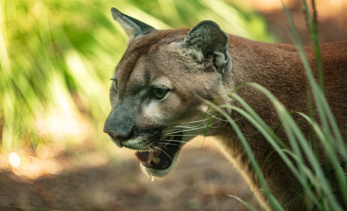 Protecting Florida's big cats on Save the Panther Day