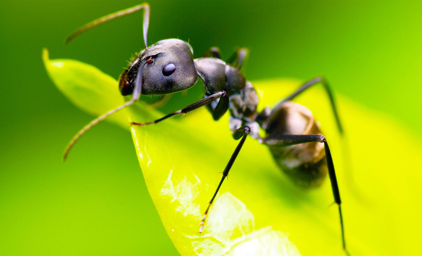 First plants, now ants: The art, science, and sustainability of ant cuisine