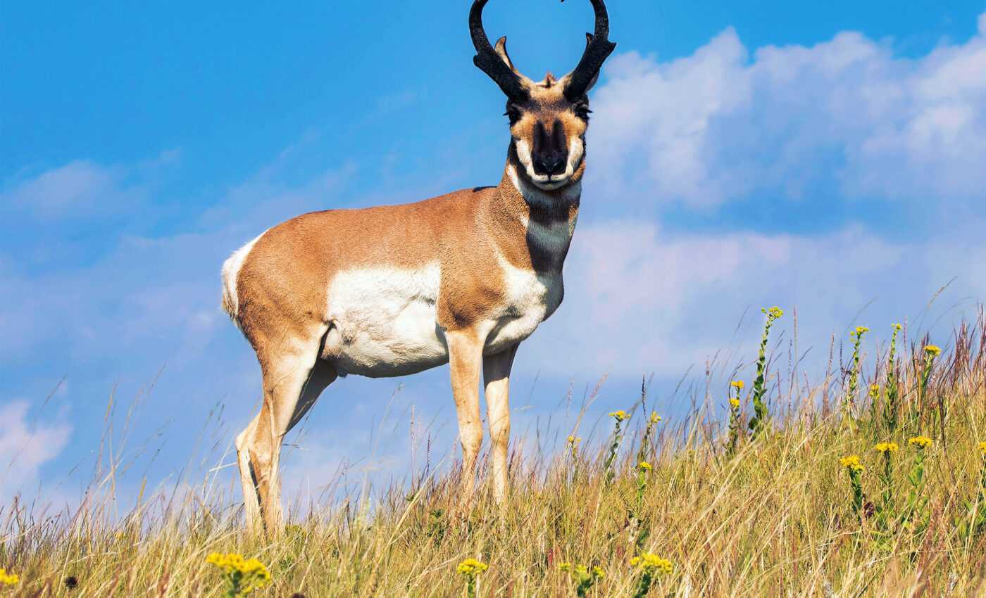 Pronghorn lessons: Conservation is crucial for preventing species extinctions