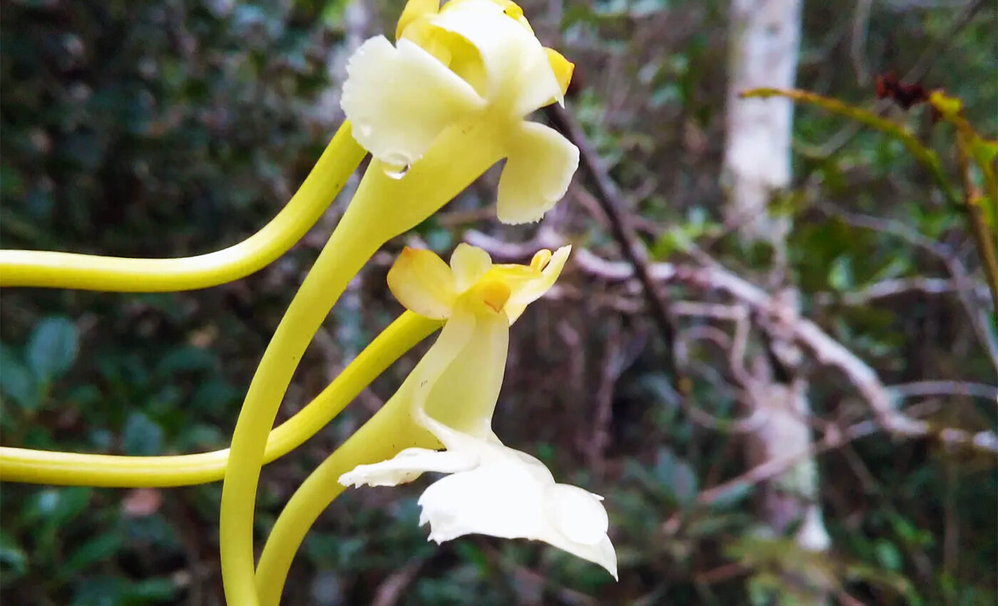 New orchid species, Solenangis impraedicta, sets a world record