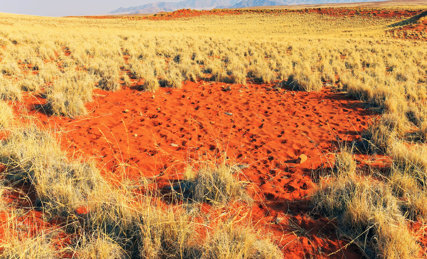 "Fairy circles" kill all newly-planted grasses, deepening their mystery