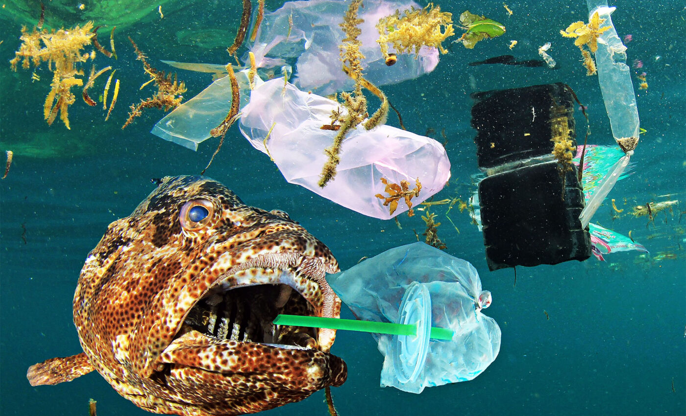 Microplastics harm some ocean animals more than others