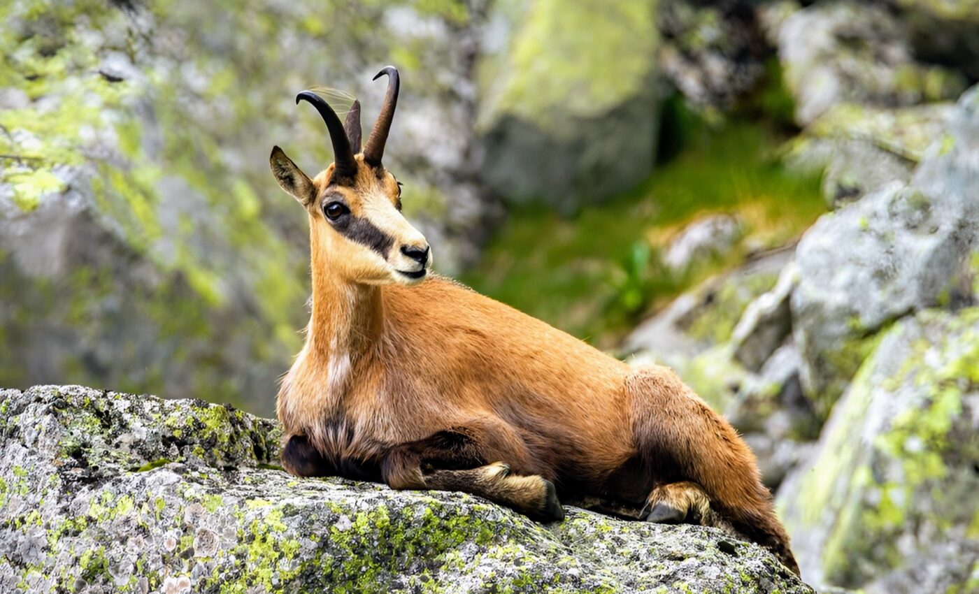 Alpine ecosystems are thrown off balance by climate change