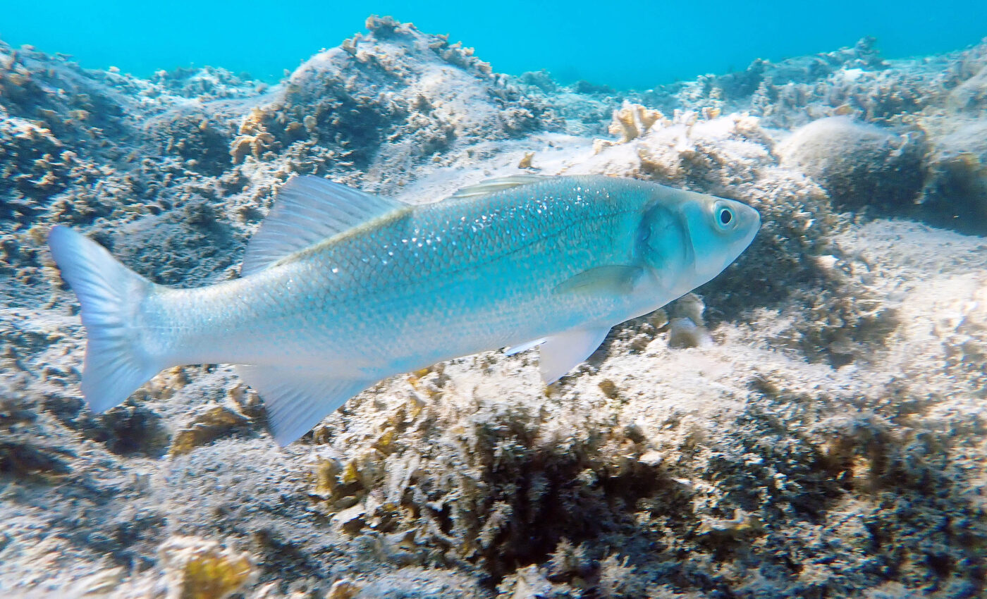 Fish are migrating towards the poles to escape warming waters
