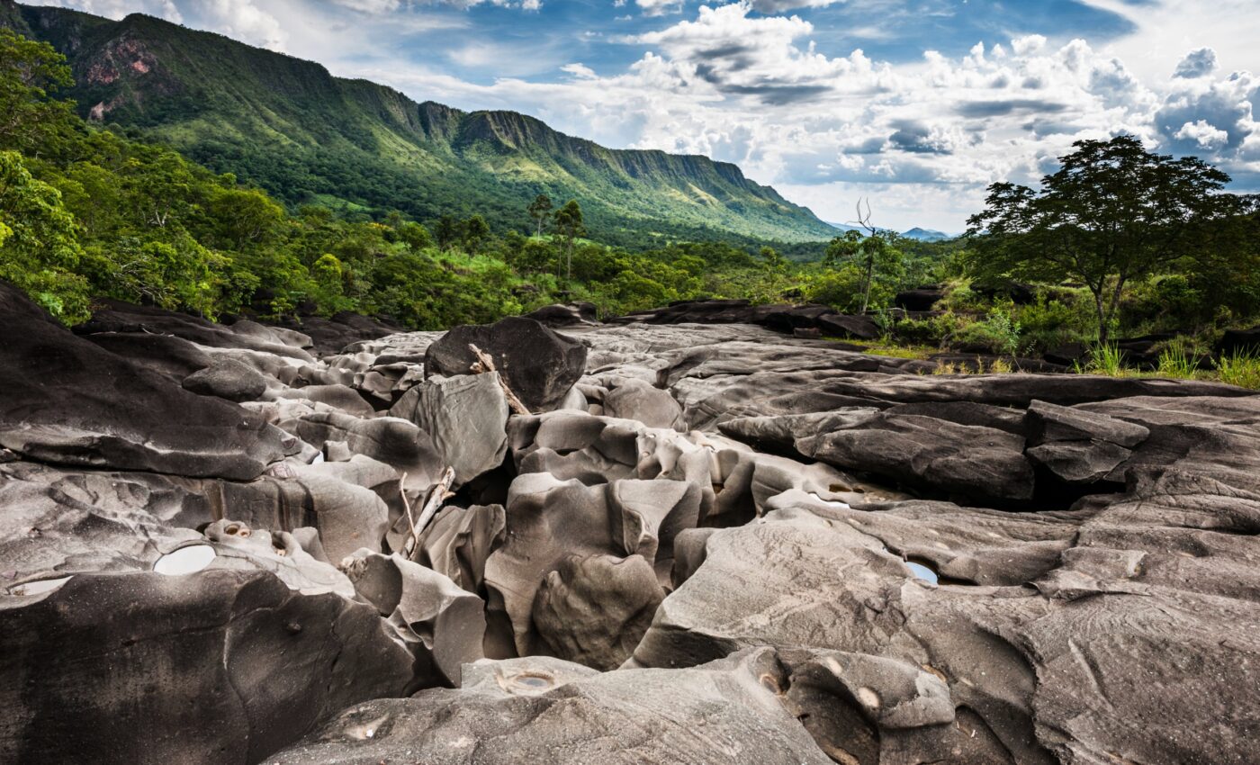 Climate change triggers migration of thousands of plant species