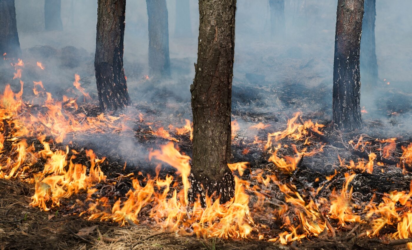 Fire suppression methods increase the severity of wildfires