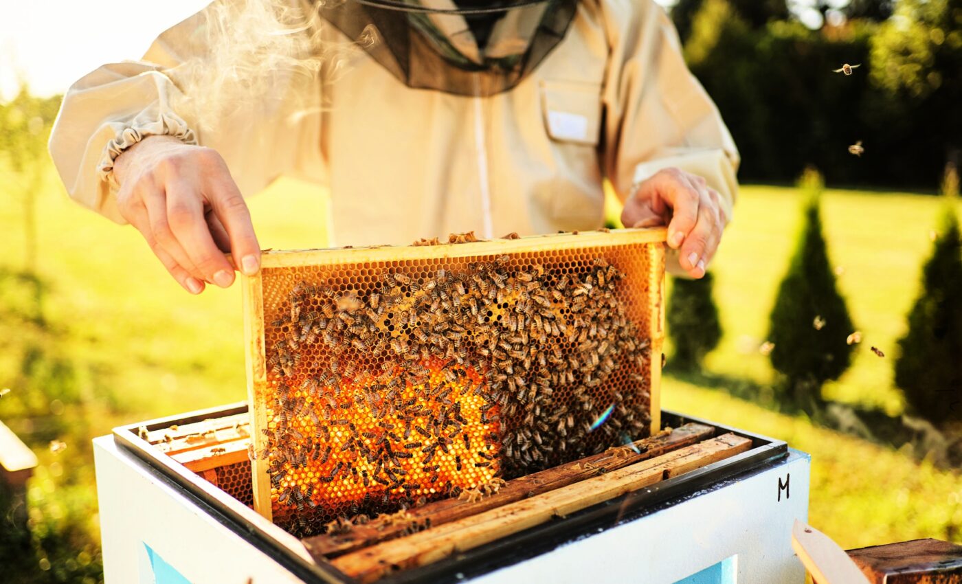 Honey bee colonies are collapsing as climate change progresses