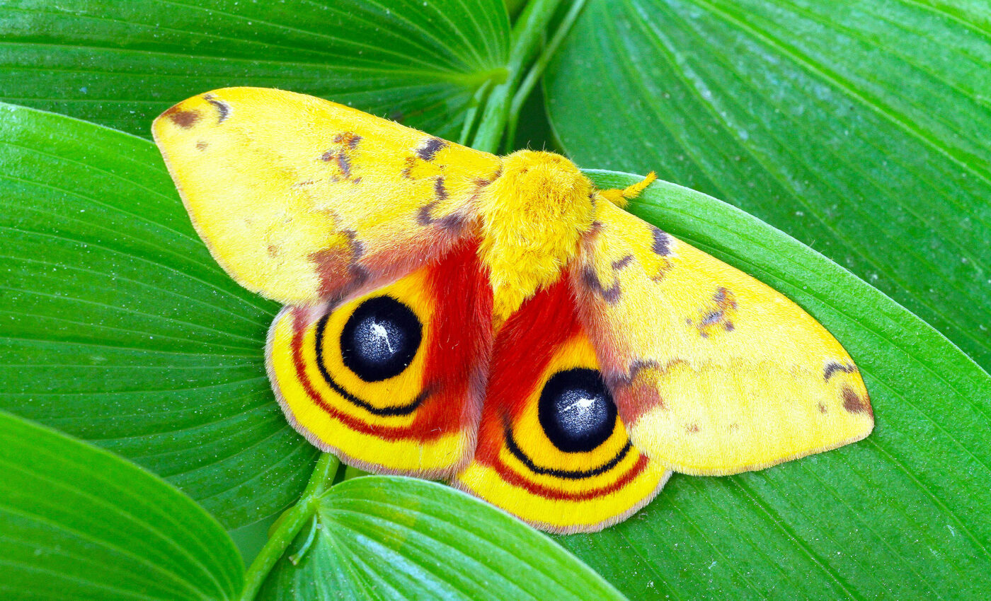 Insects are disappearing from urban areas at a disturbingly rapid rate