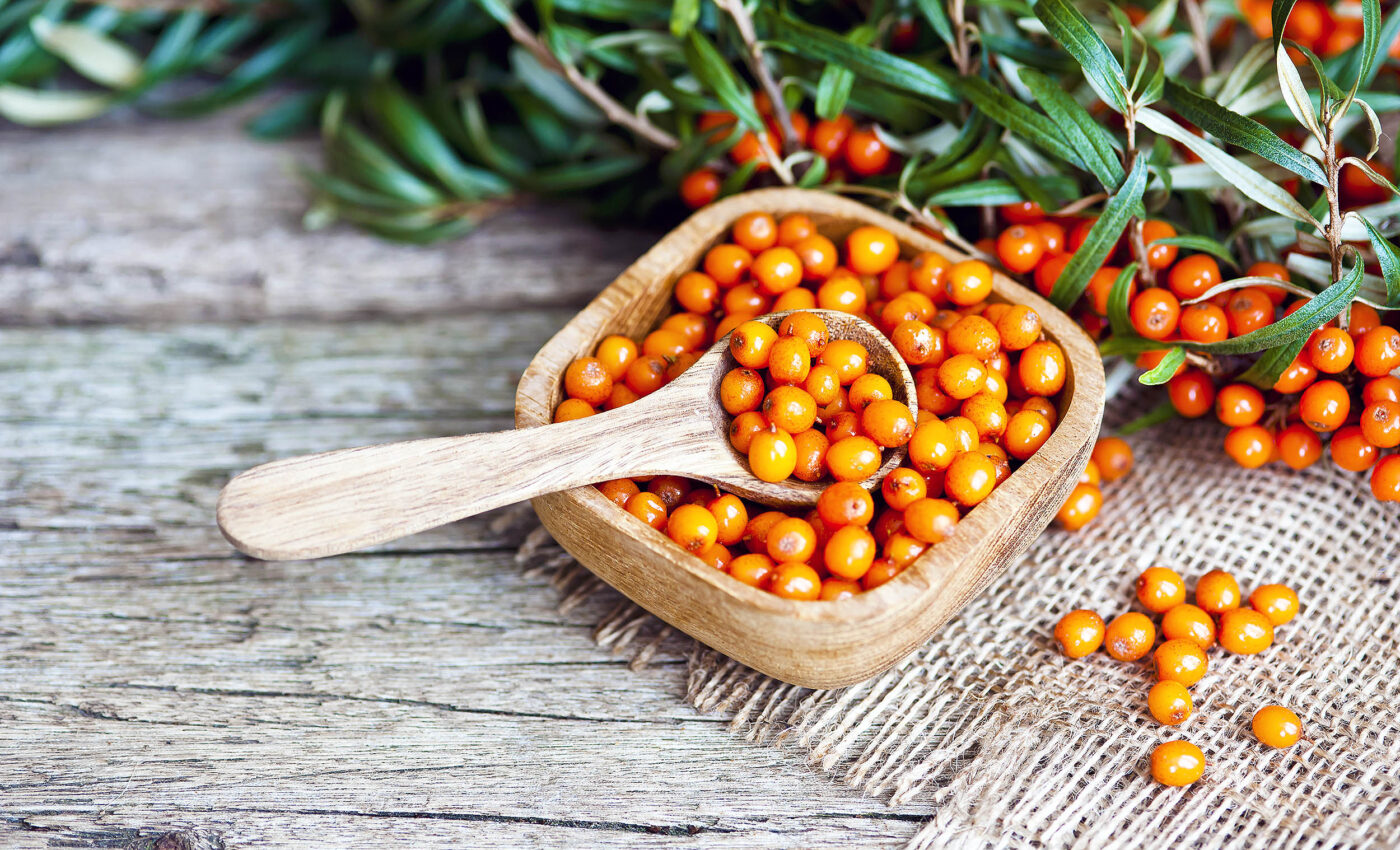 Sea buckthorn berries have untapped potential as a superfood