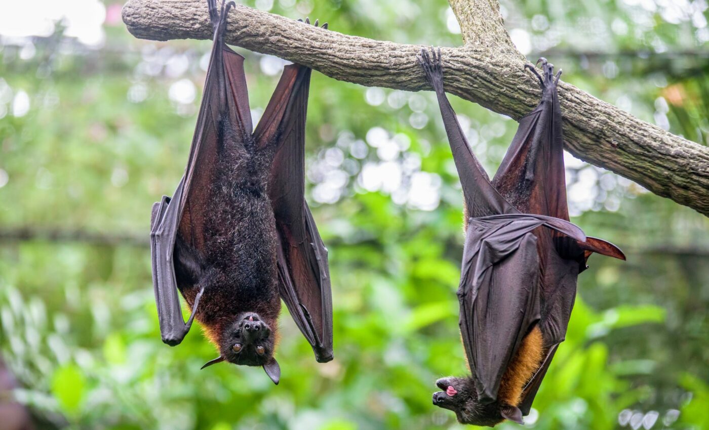 We can prevent future pandemics by protecting nature