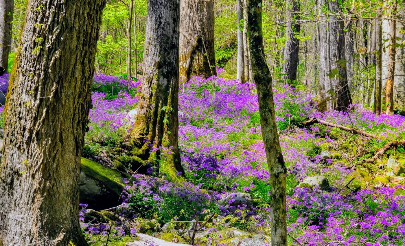 Species richness linked to forest productivity in the eastern U.S.