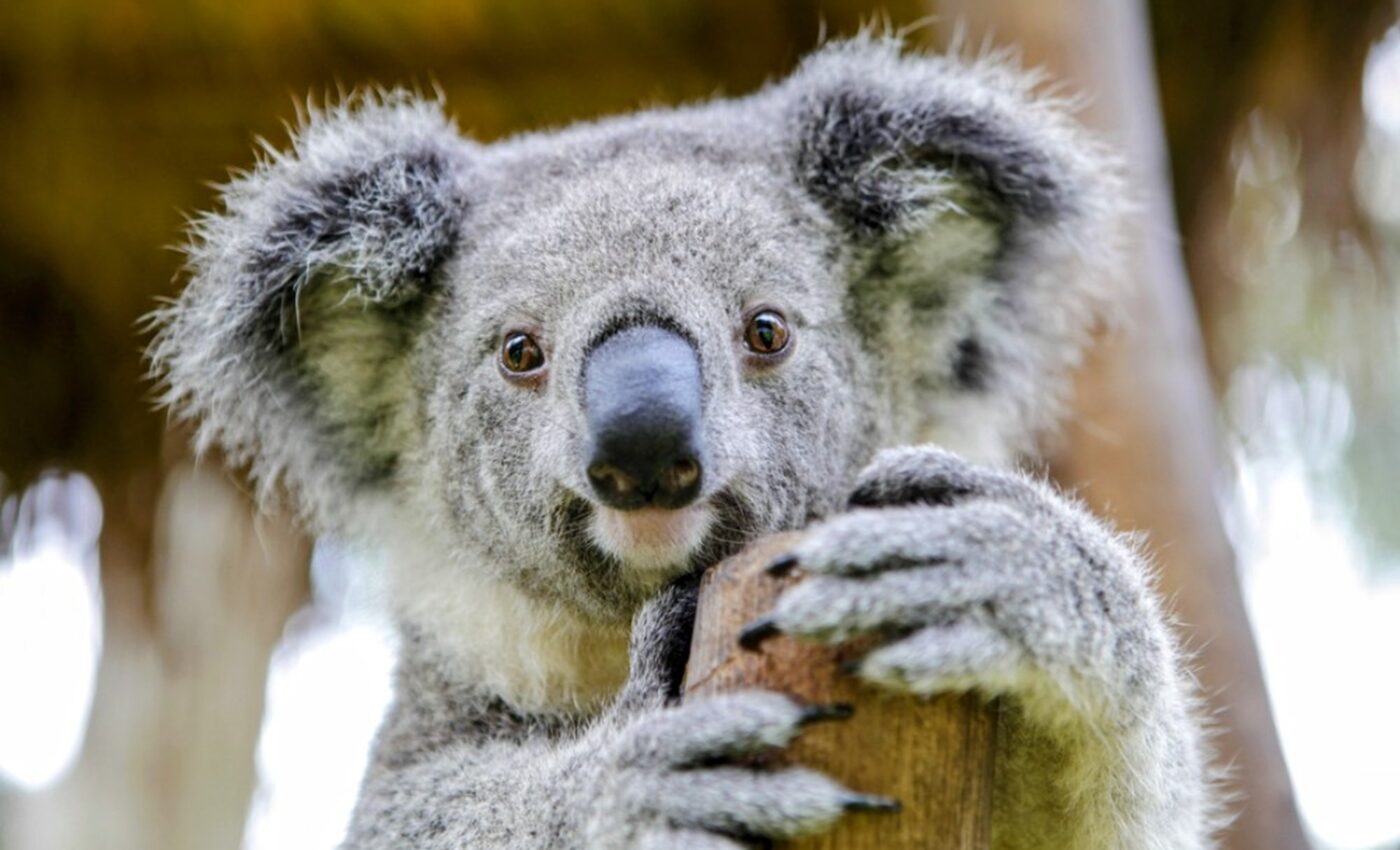 Ancient geographic isolation shaped the global evolution of mammals