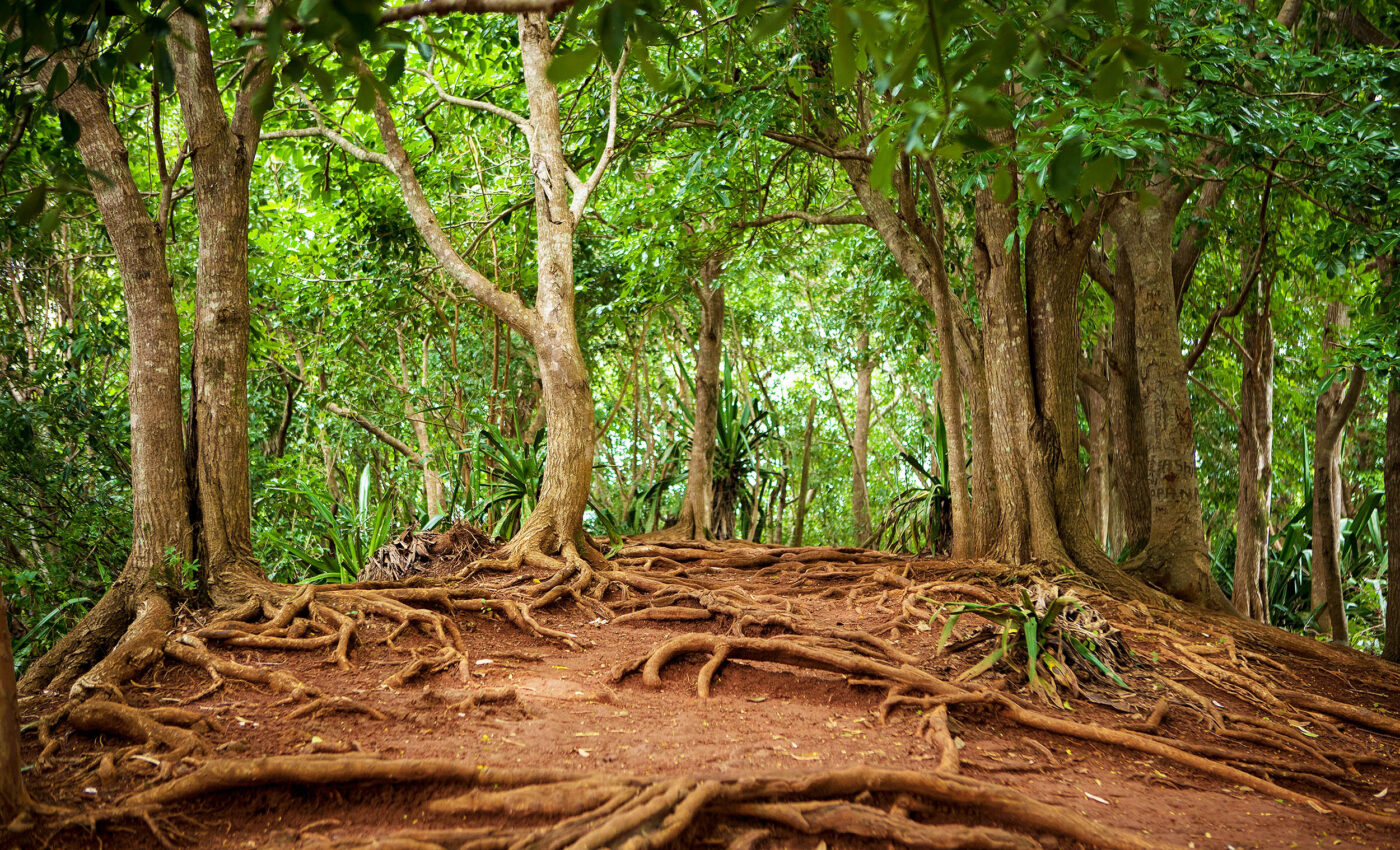 Manganese in soil can turn forests into carbon emitters rather than vaults