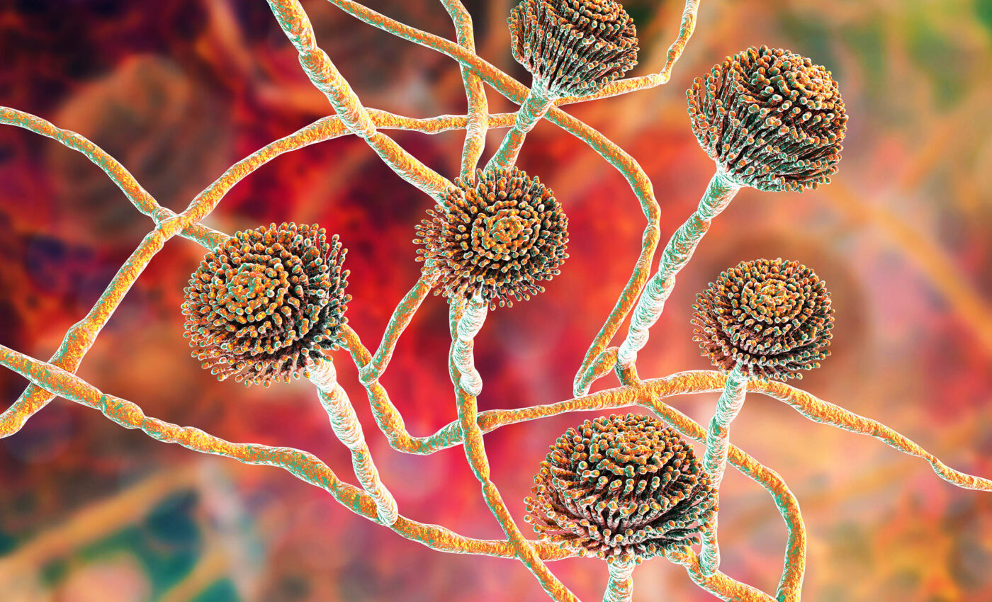 'Tipping point' discovered in fungi evolution that impacts their shape and growth rate