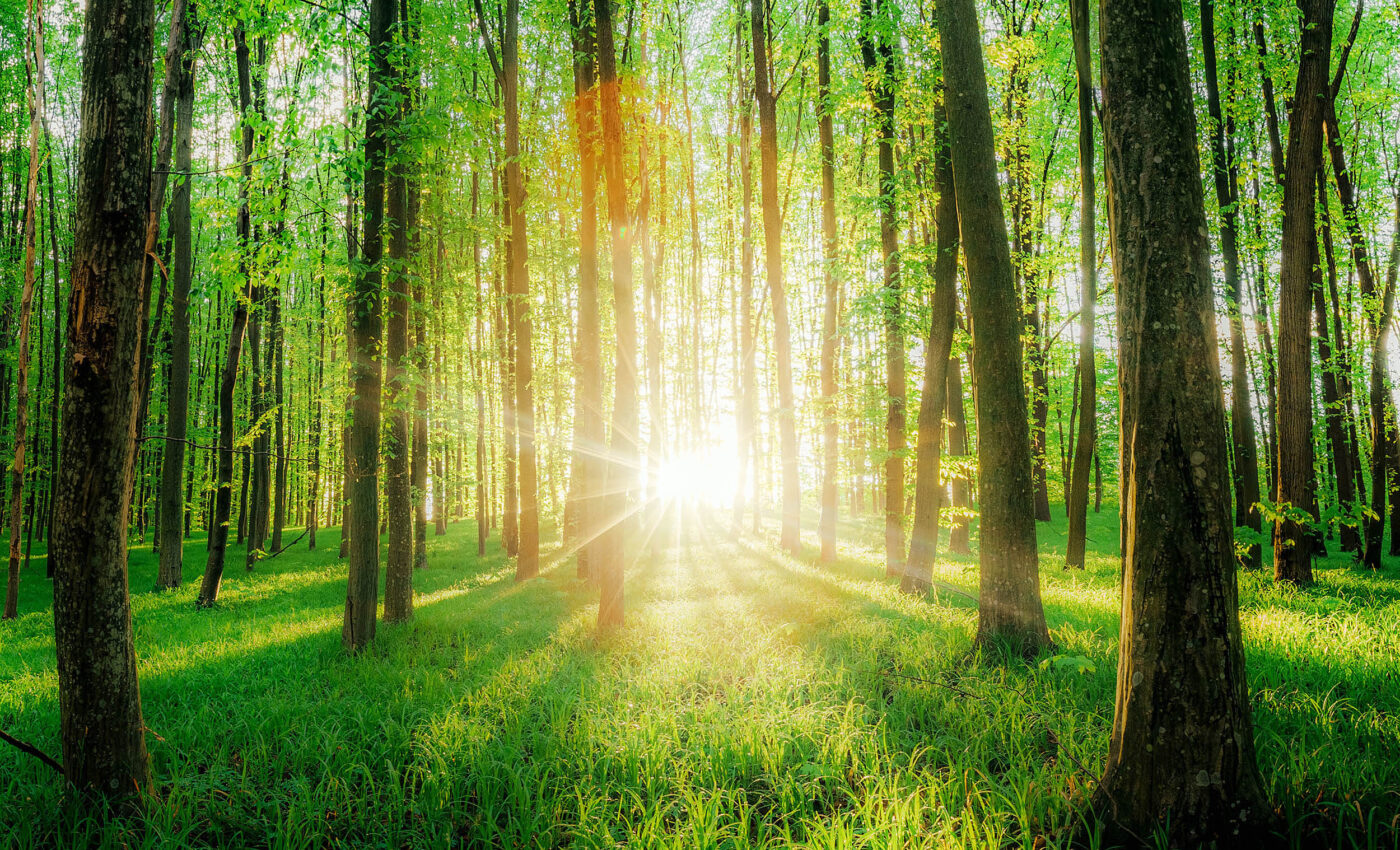 Could tree planting warm Earth? Science behind the albedo effect