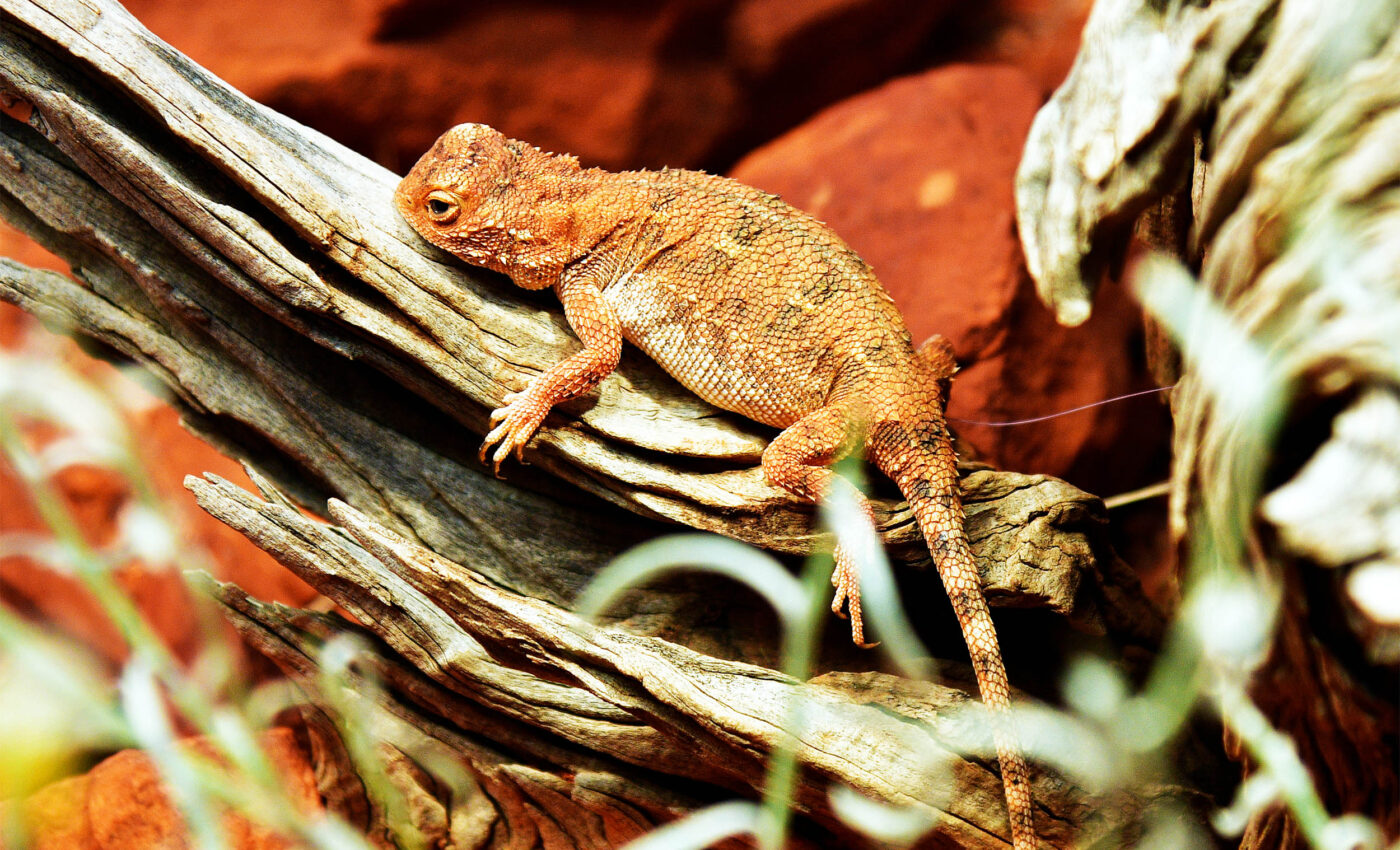 Saving the last 11 wild 'earless dragons' remaining on Earth