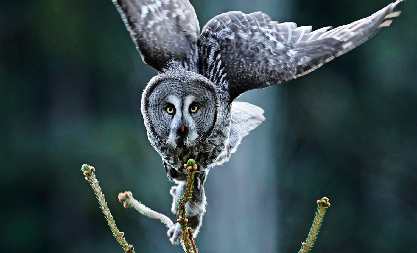 Great gray owls thrive closer to human areas