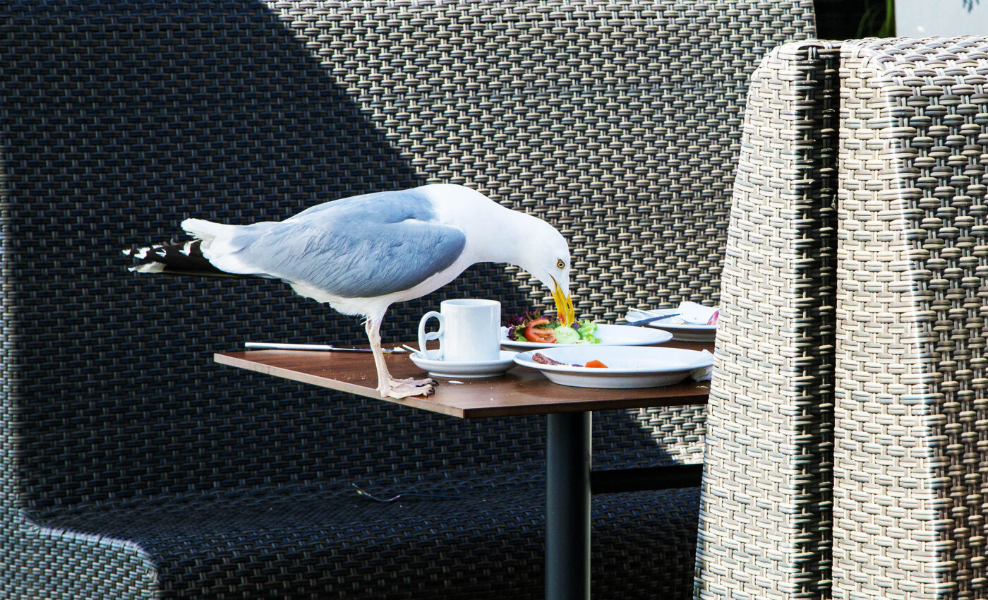 Seagulls are much more intelligent than most people think