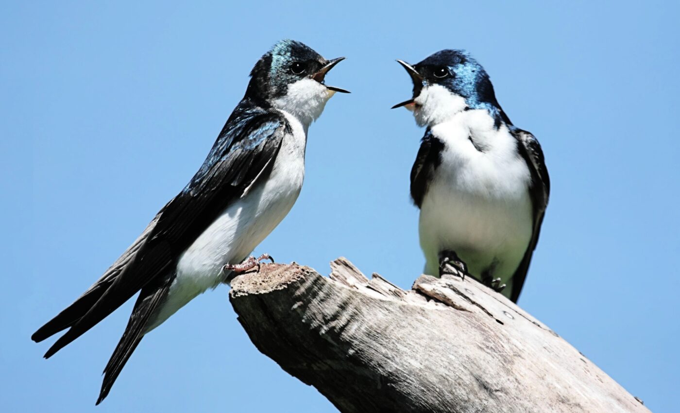 Tree swallows have a surprising ability to beat the heat
