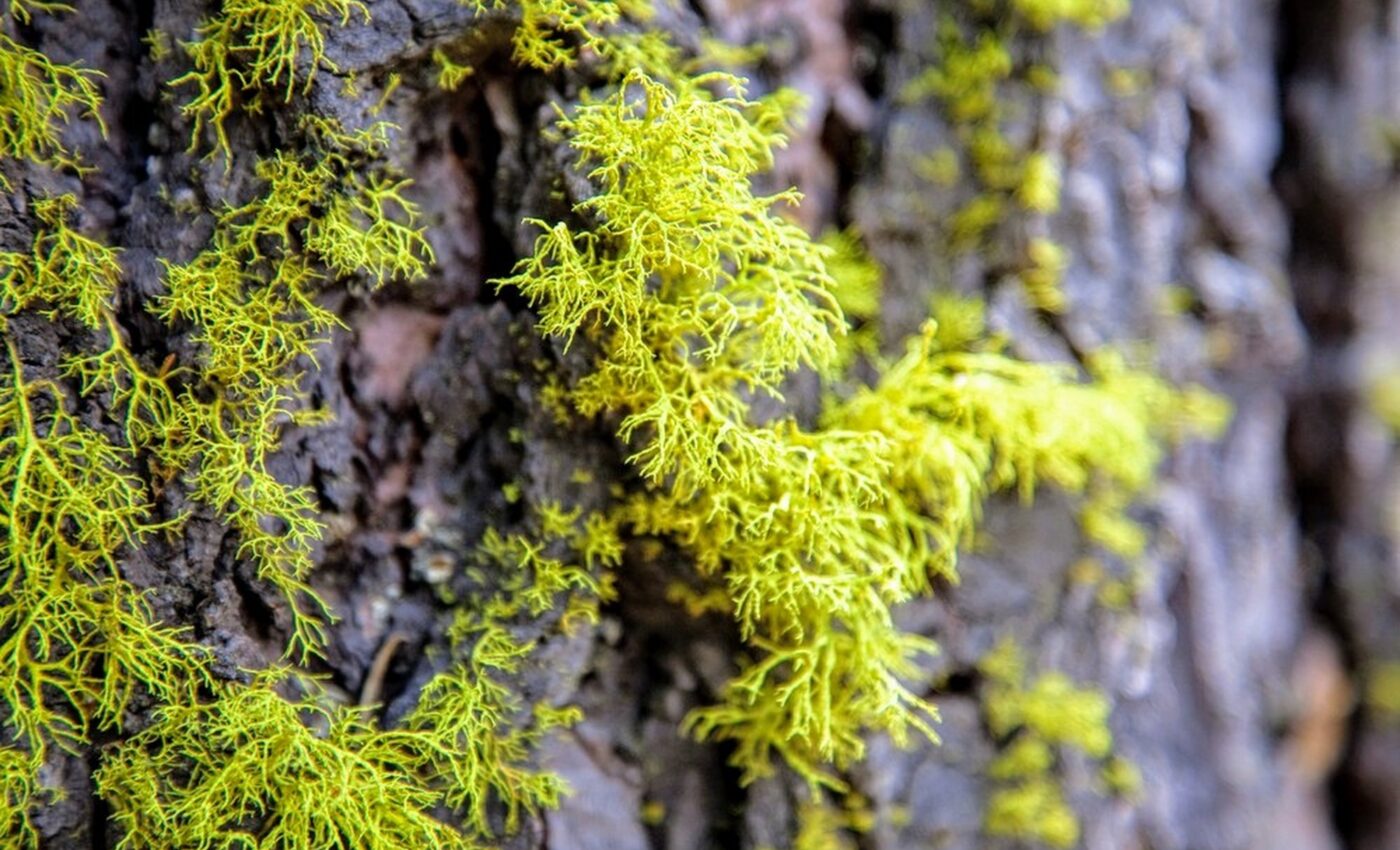 Older trees help the endangered wolf lichen survive