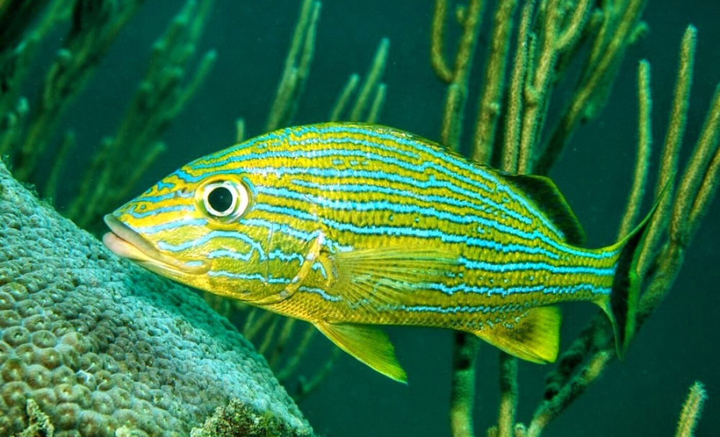 Adult fish are dwindling across many marine protected areas
