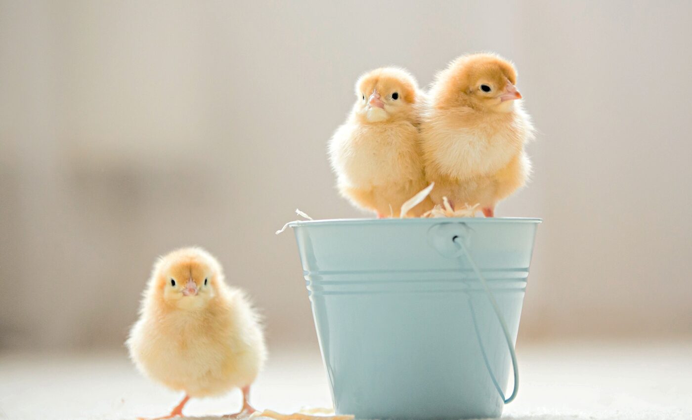 Chicks can identify an object just by touching it, even in the dark