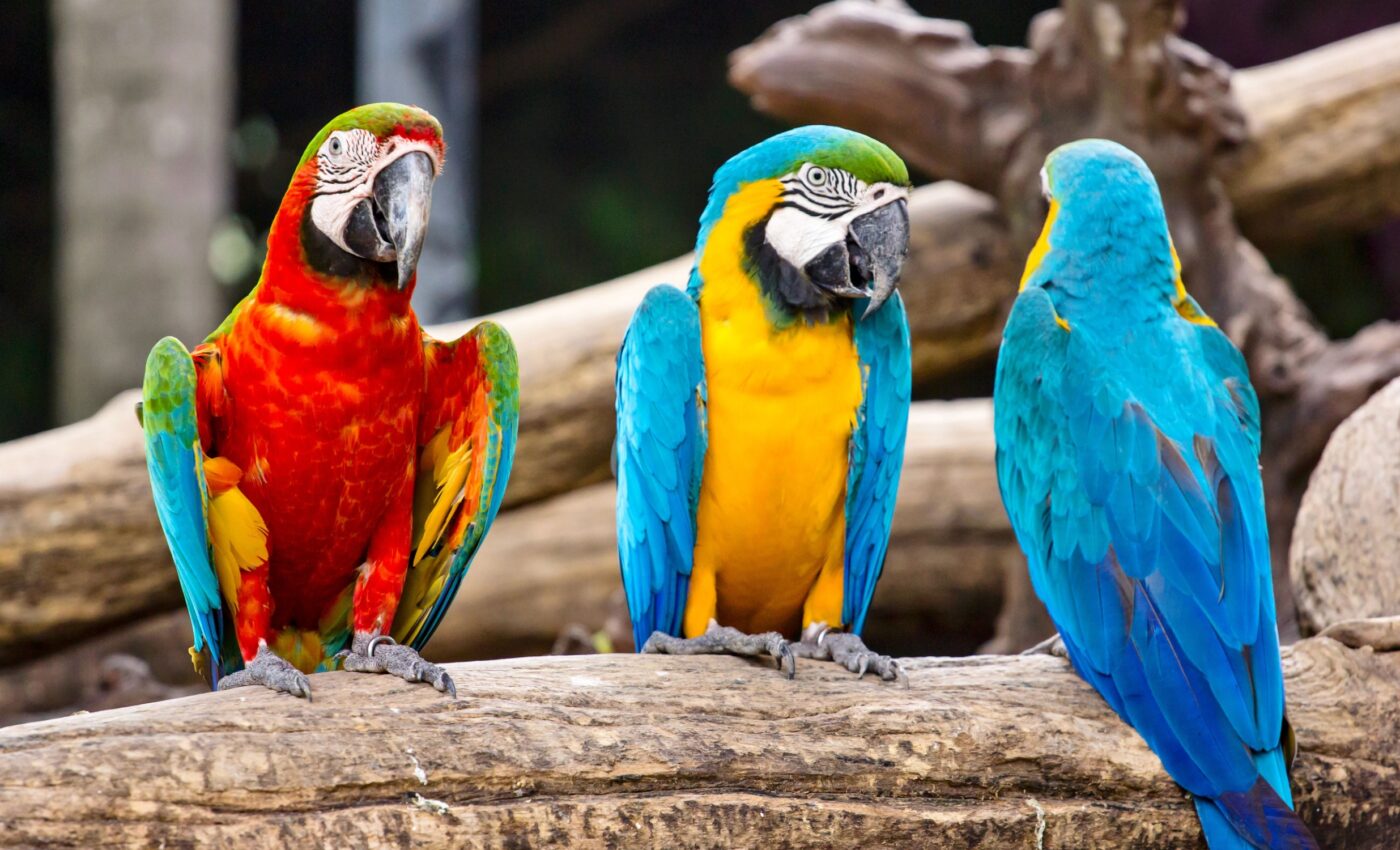 Birds' social networks greatly influence their food choices