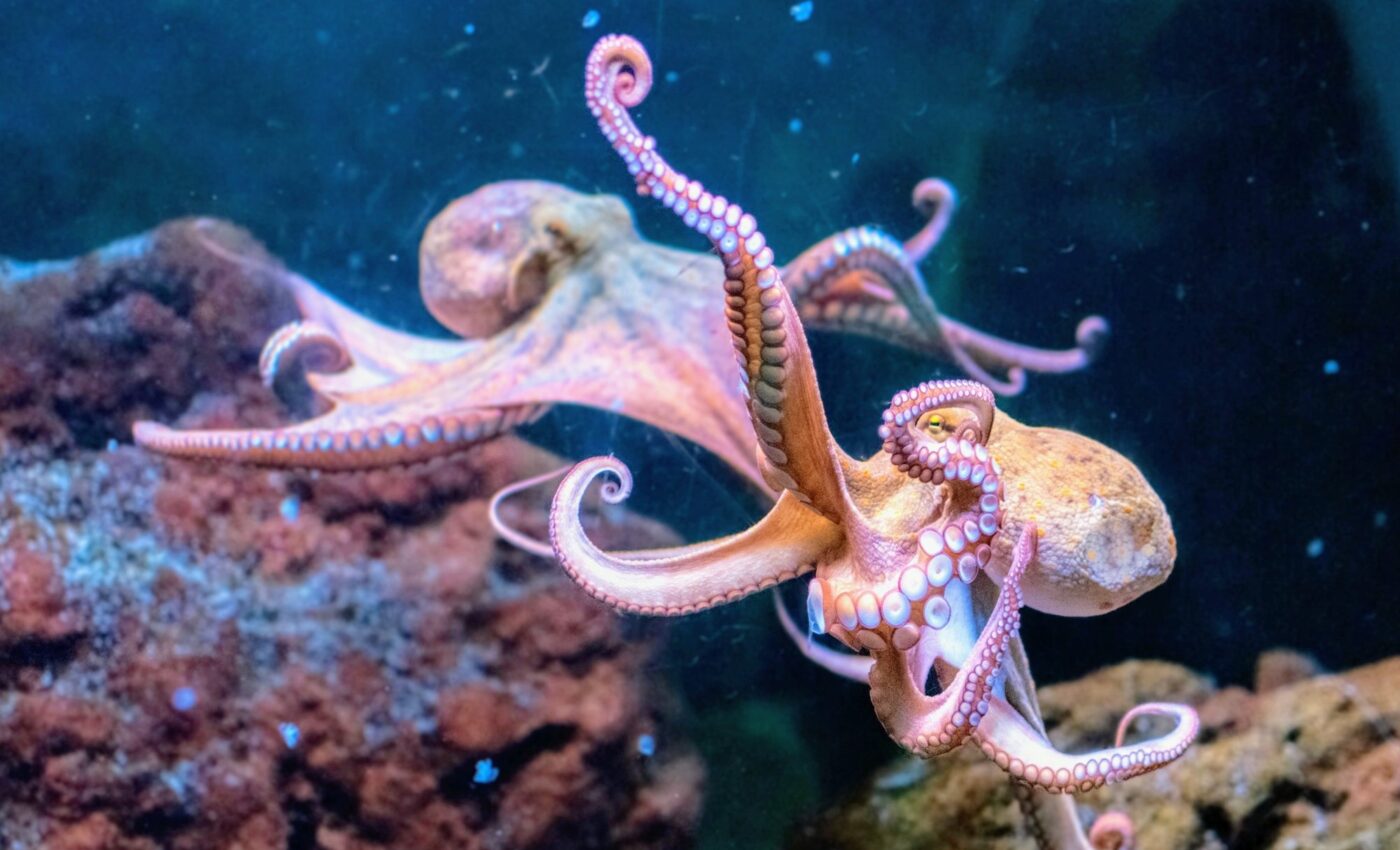 Warming seas impair octopus vision to a critical extent