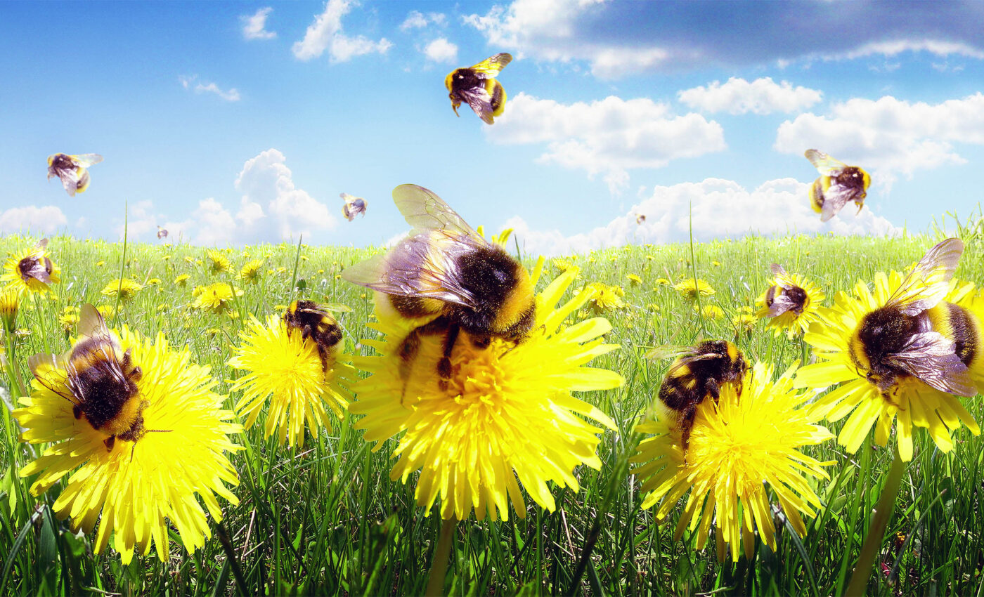 Saving pollinators like wild bees can boost food supply and income