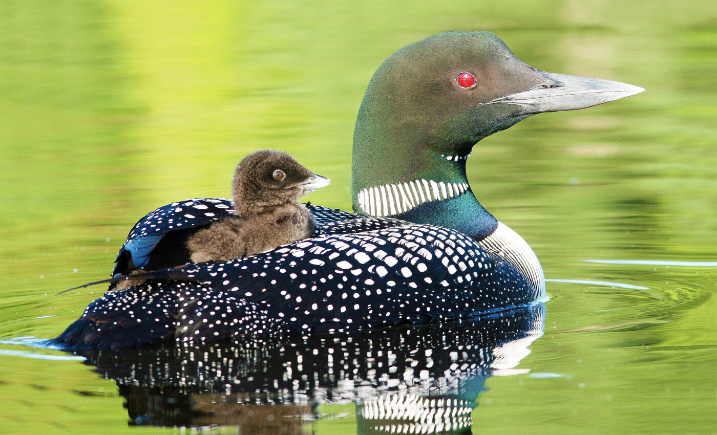 Common Loons are threatened by climate change and pollution