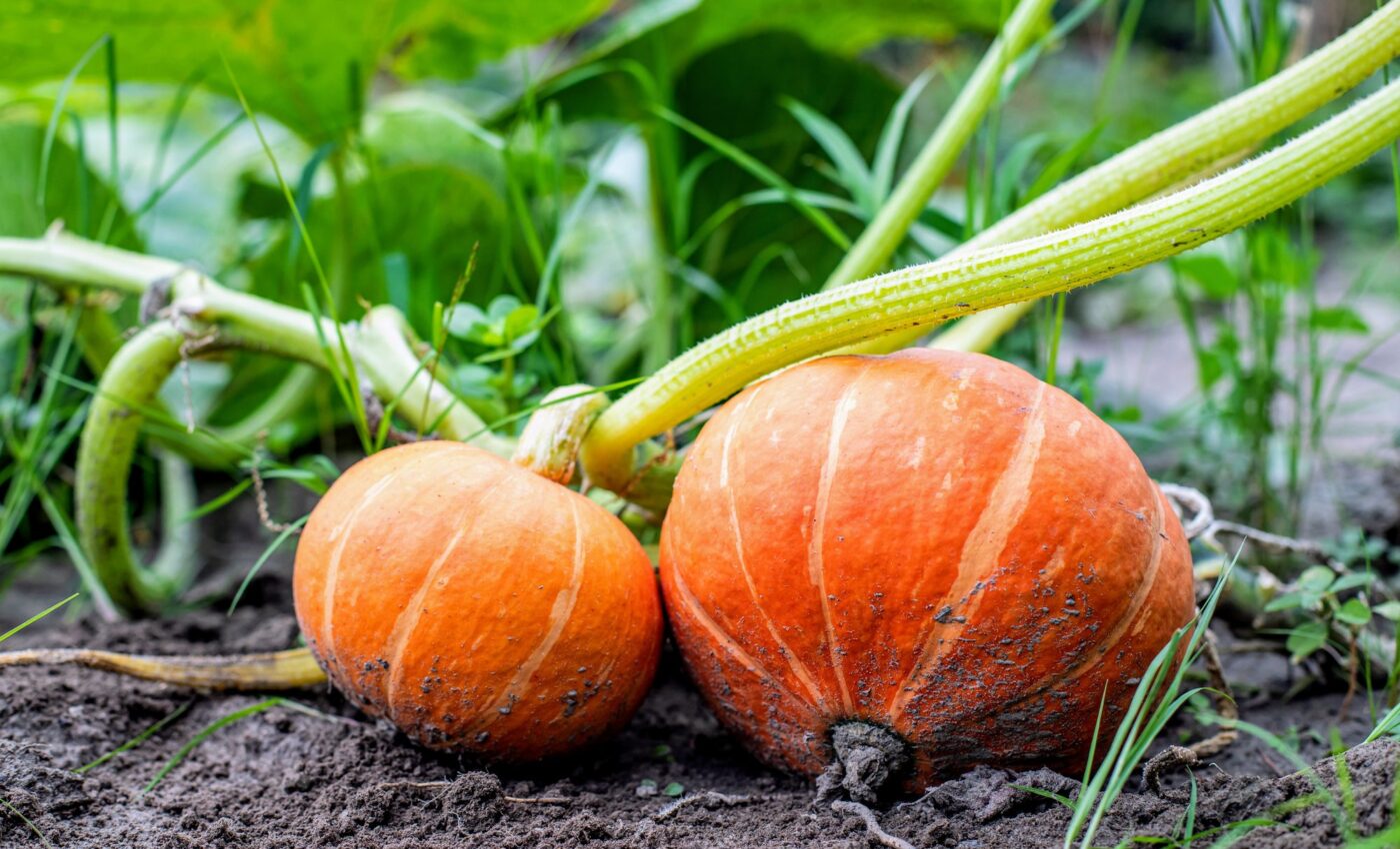 Deep-rooted crops can significantly improve soil carbon storage