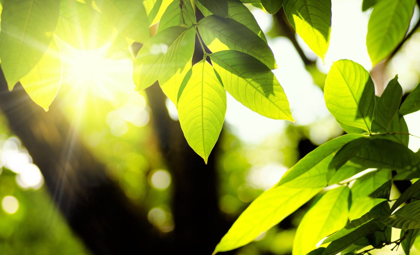 Plants cleverly adapt their photosynthesis to changes in light