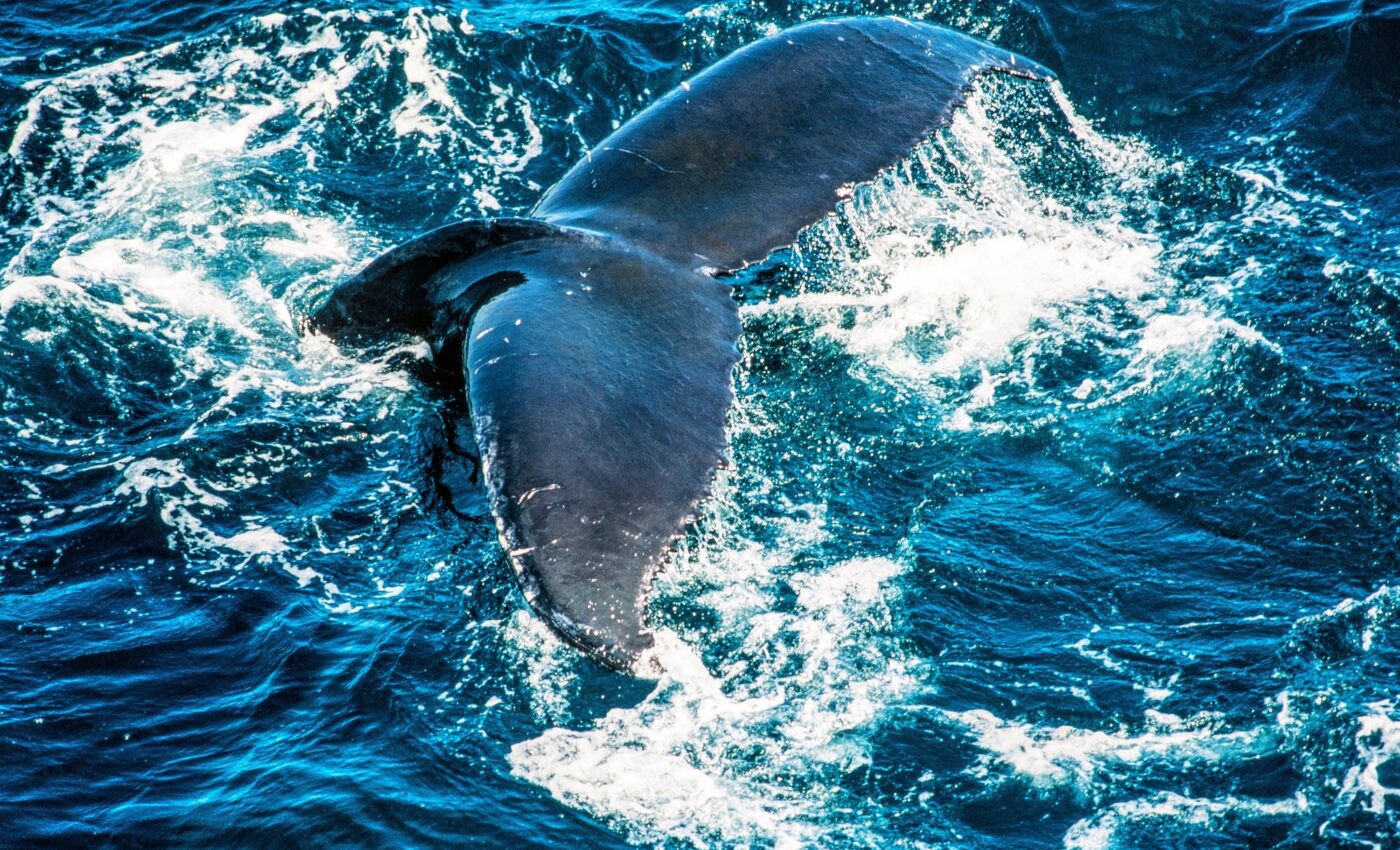 Noise pollution is increasingly disrupting whale migration