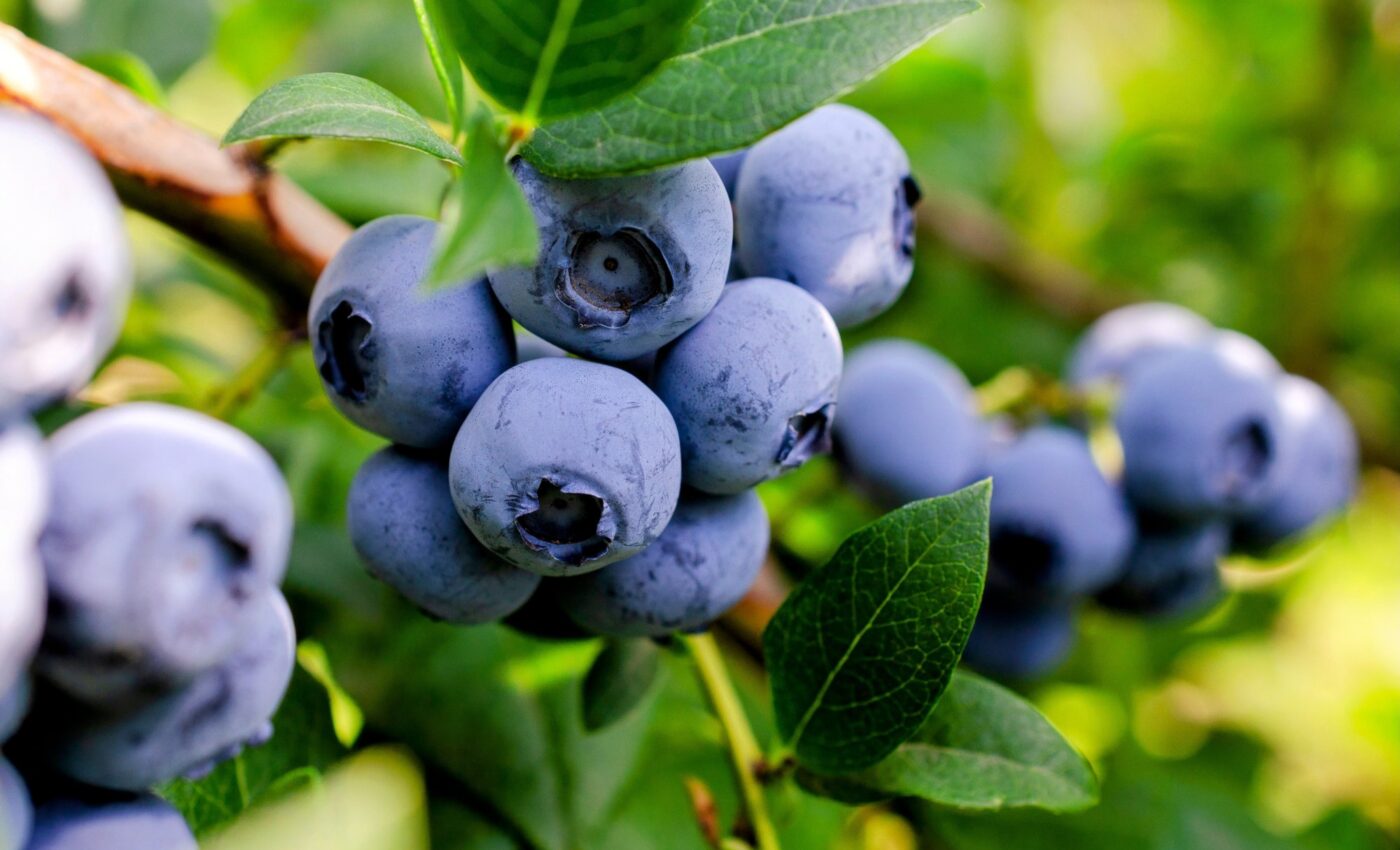 Climate change is messing with vital microbes in blueberries