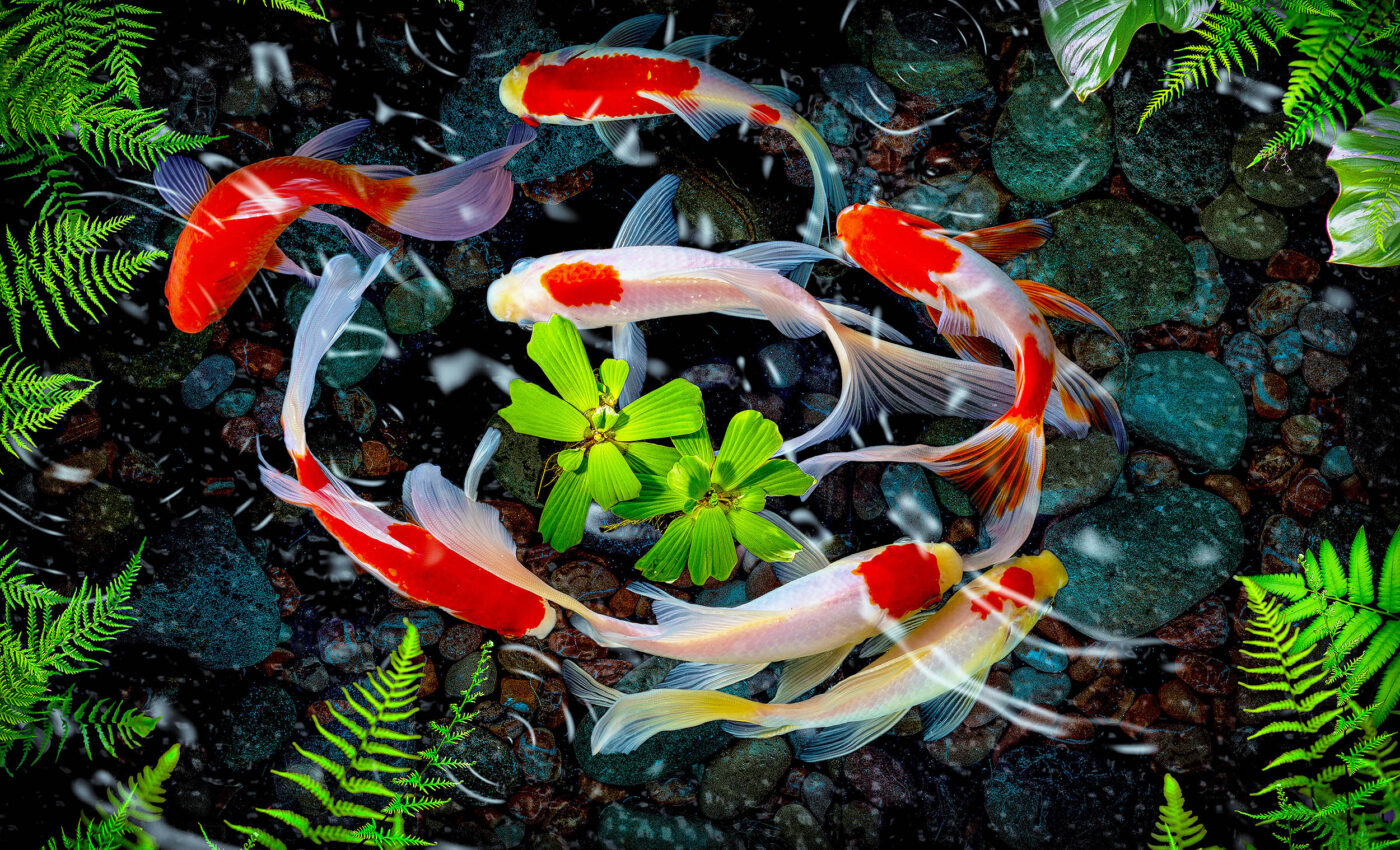 'Smart vest' made for fish tracks their aquatic lives in ways never before seen