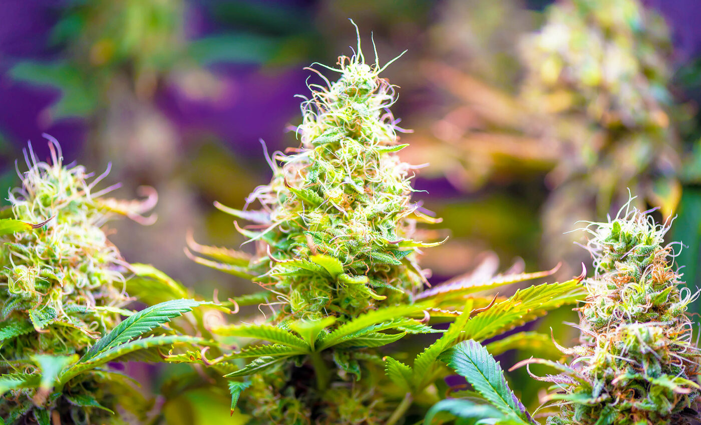 Cannabis plants contain a chemical that can actually relieve cannabis-induced anxiety