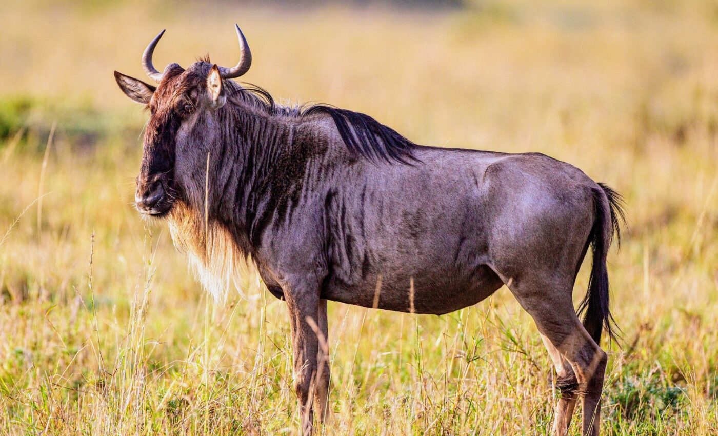Wildebeest suffer genetically from blocked migration routes