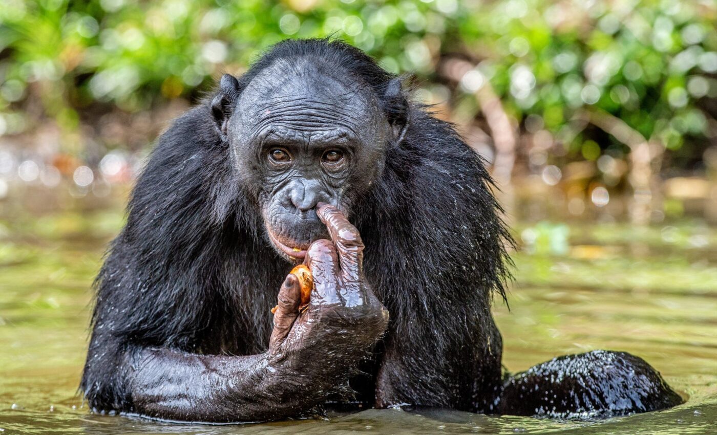"Peaceful" bonobos are actually more aggressive than chimps