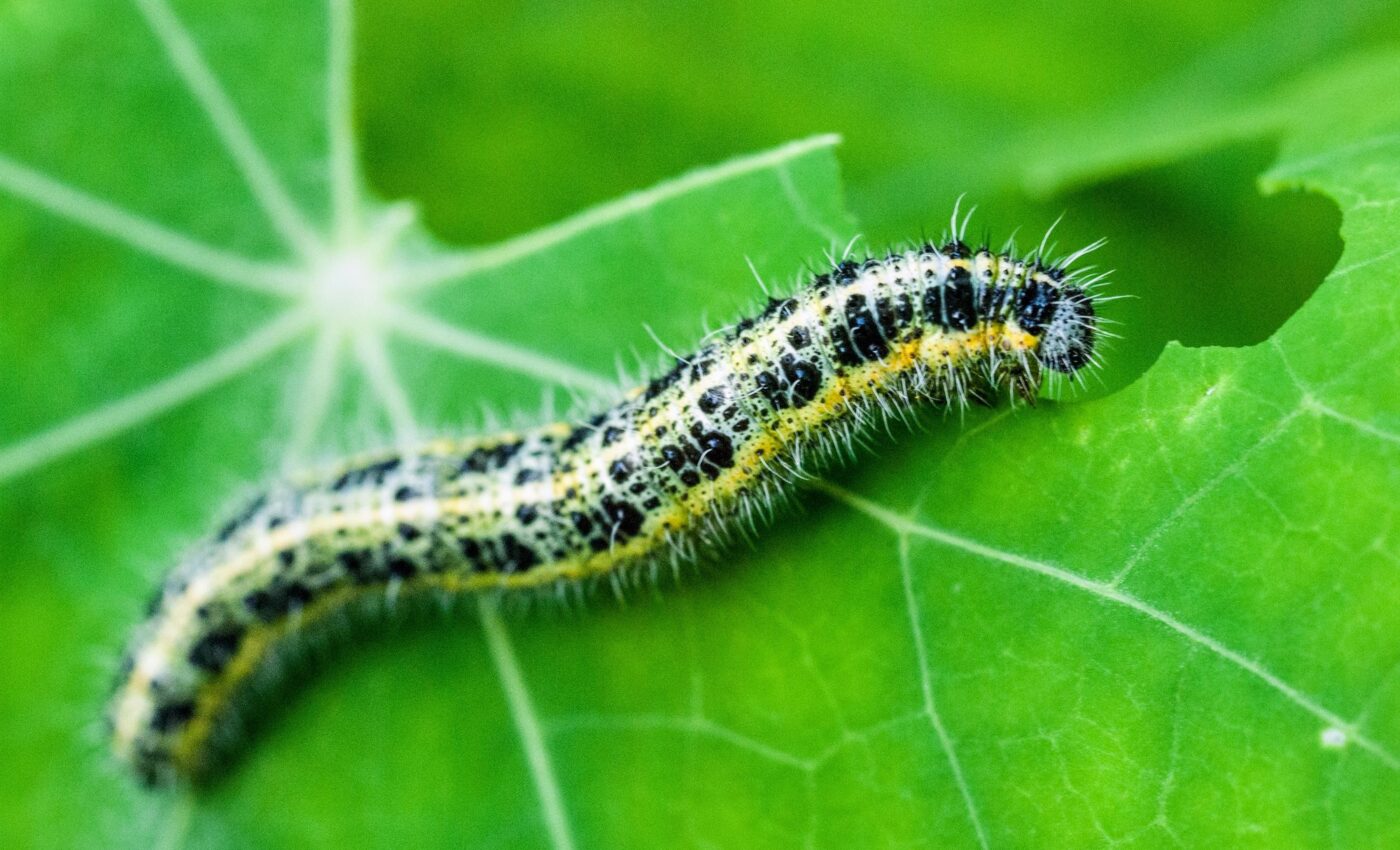 Caterpillar 'noses' can lead to safer ways to protect crops