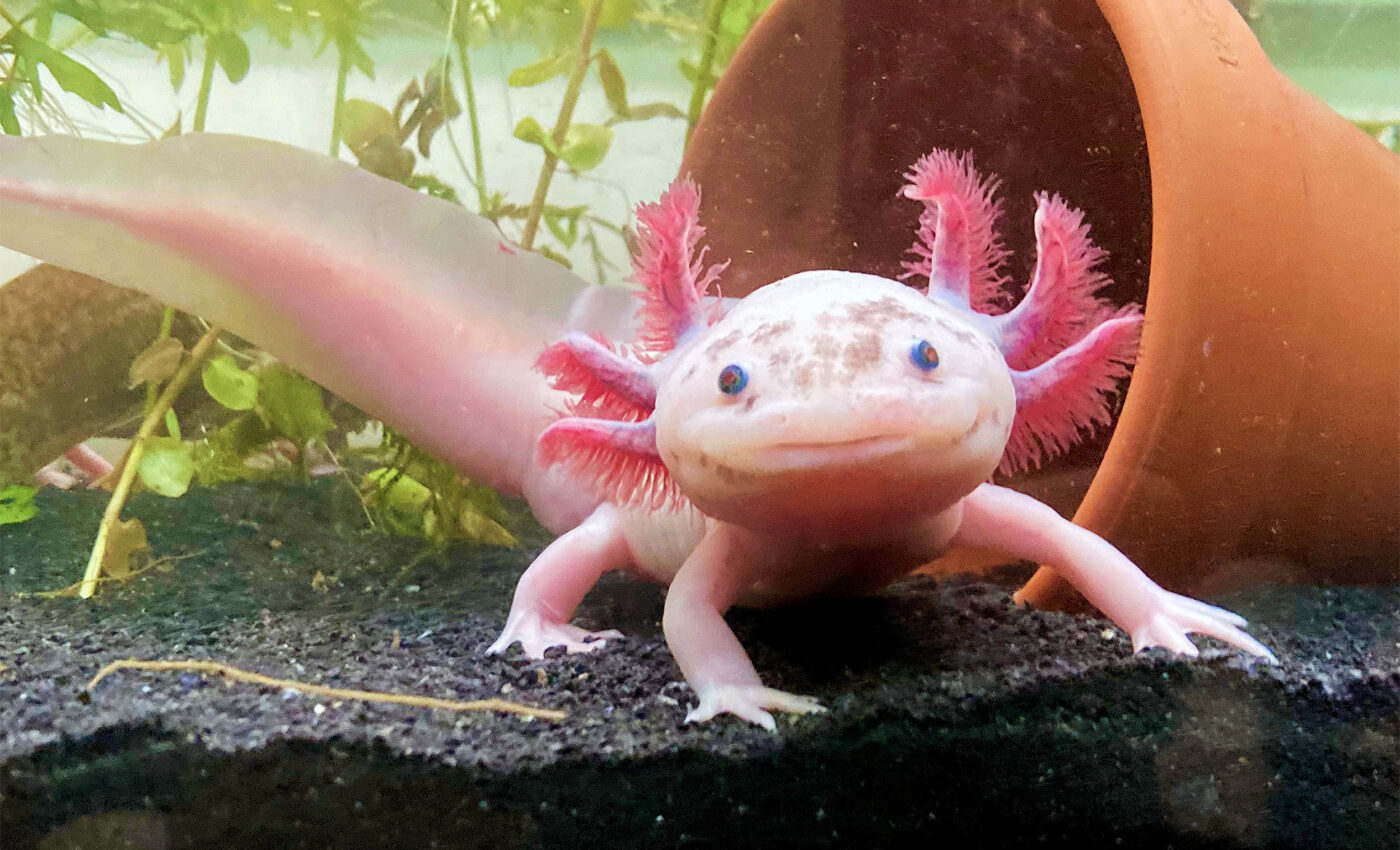 Axolotls have incredible regeneration powers, yet they're critically endangered