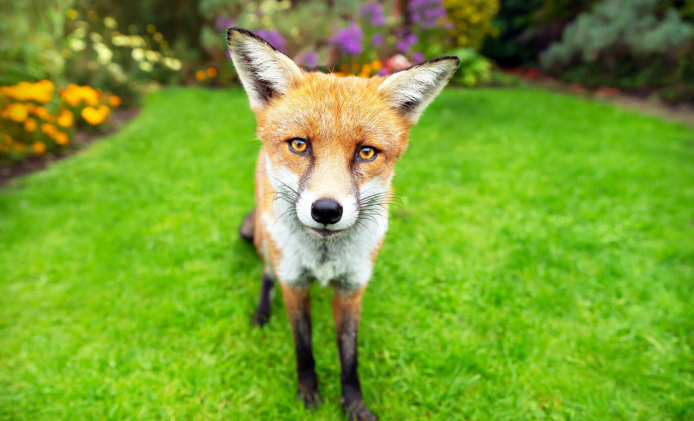 Foxes may have been man's best friend before dogs came along