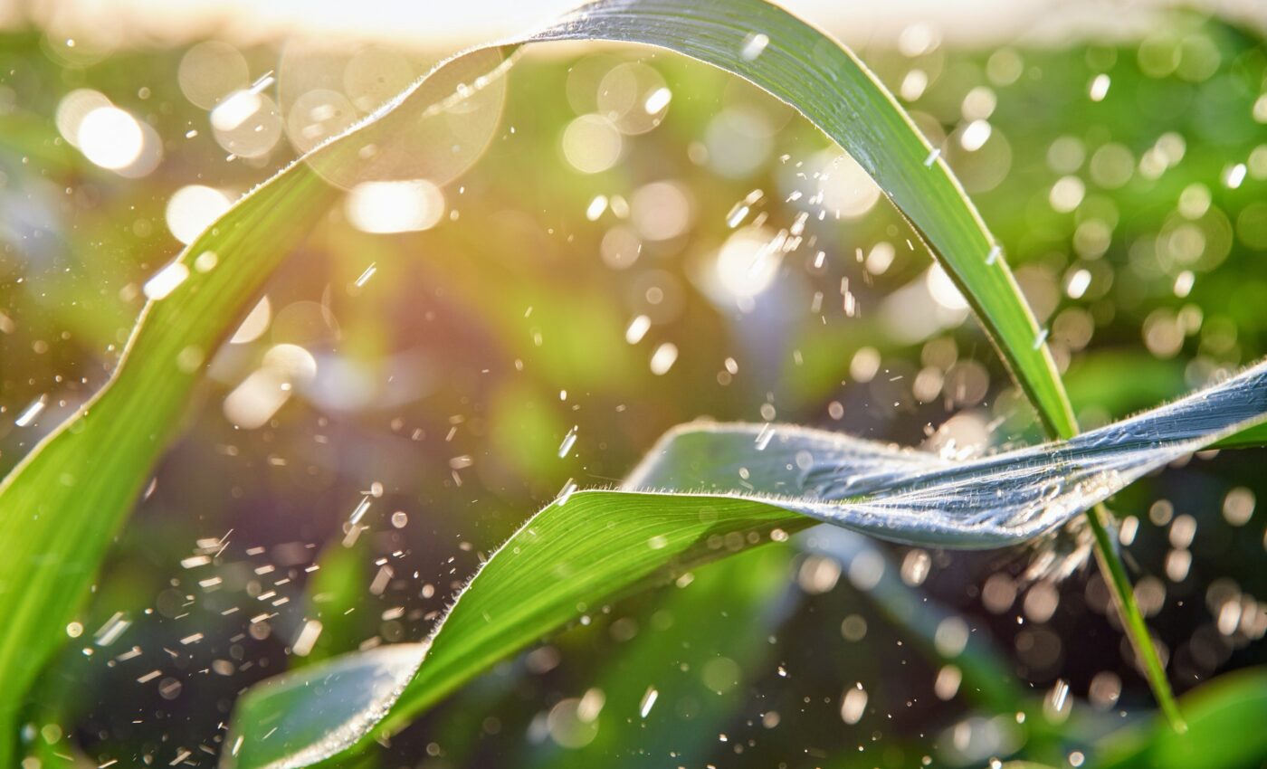 How changing rainfall patterns impact plants worldwide