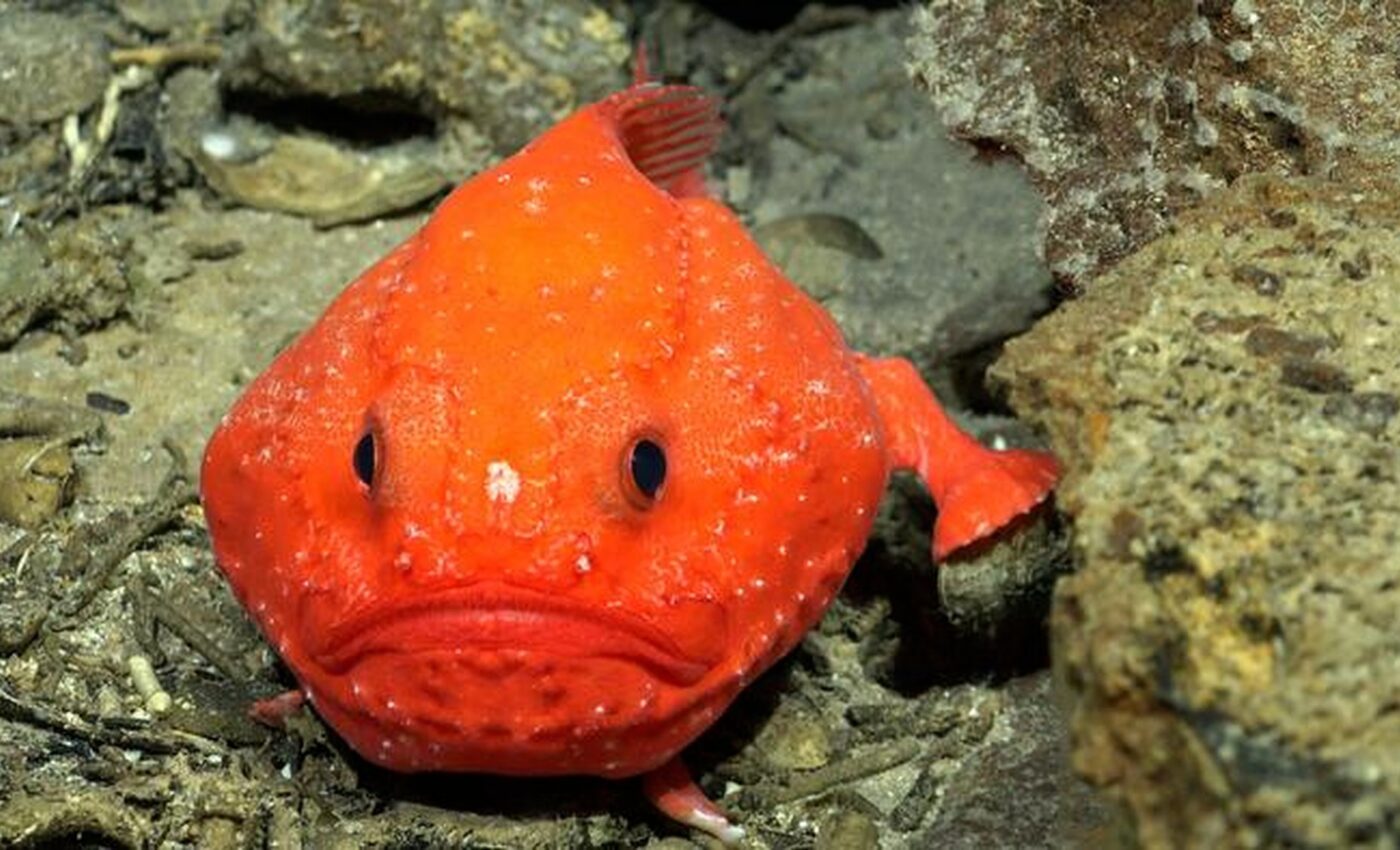 Dozens of deep-sea species discovered off the coast of Chile