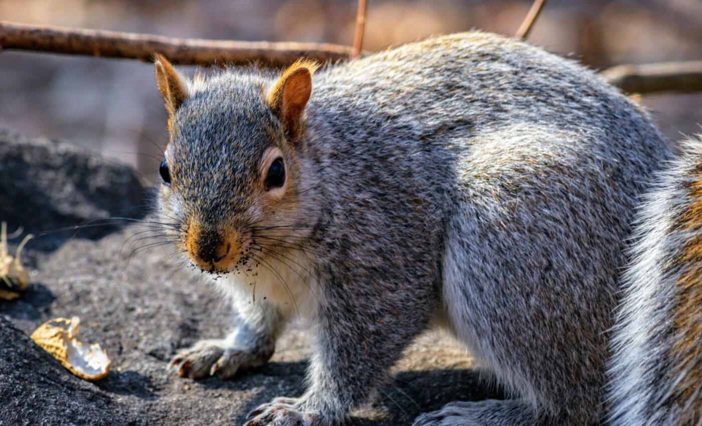Gentrification affects urban wildlife and community access