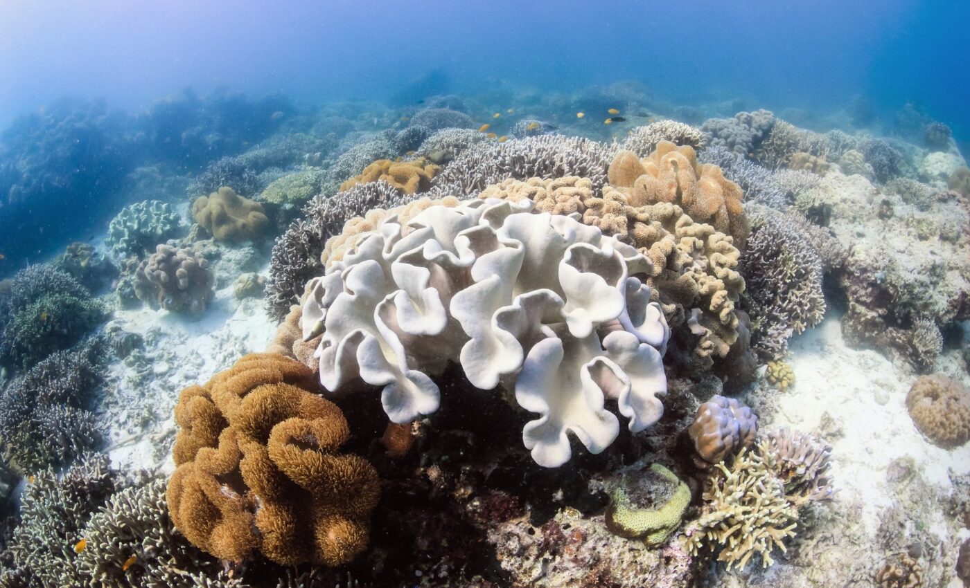 The world's largest coral bleaching event is now underway