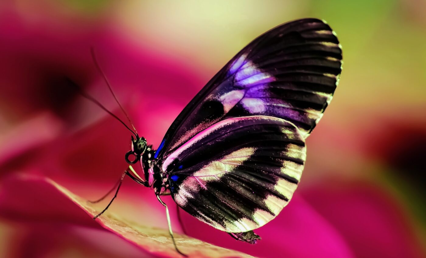 Butterflies show that new species can evolve from hybridization