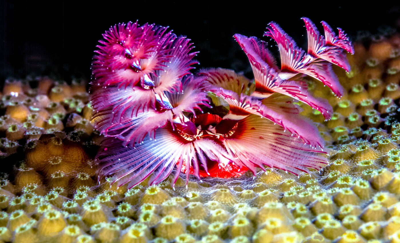 Even the simplest organisms, like worms, have unique personalities